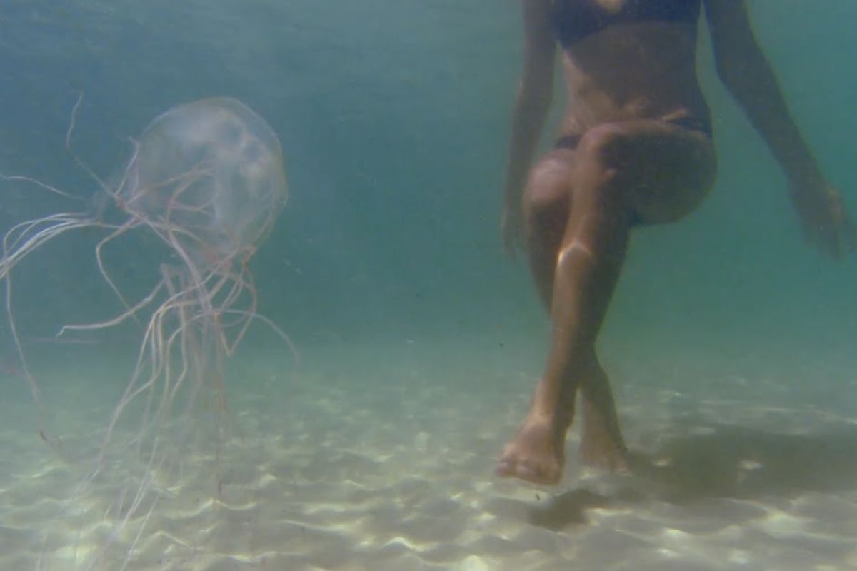 Le punture di medusa