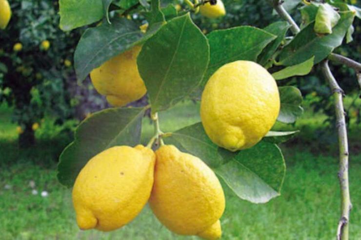 Limoni in giardino