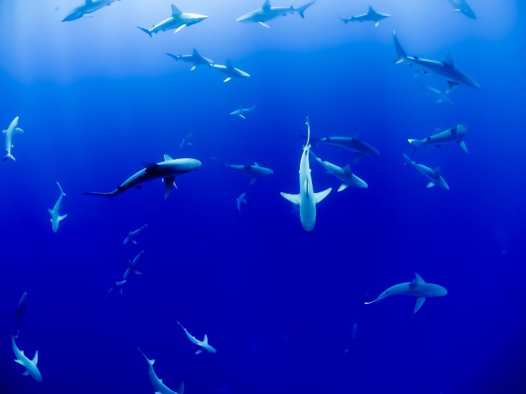 Dove e quali squali ci sono nel Mar Mediterraneo