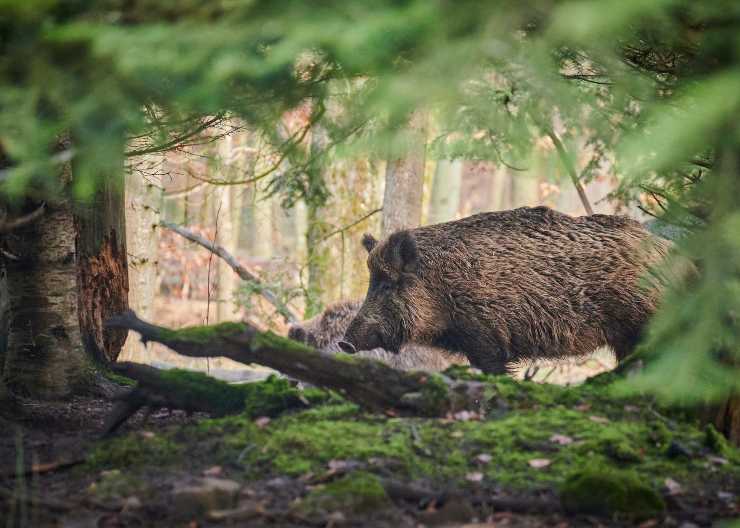 Torino, segnale allerta animali