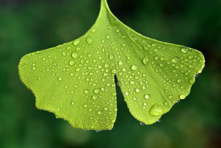 Le soluzioni green per pulire le piante