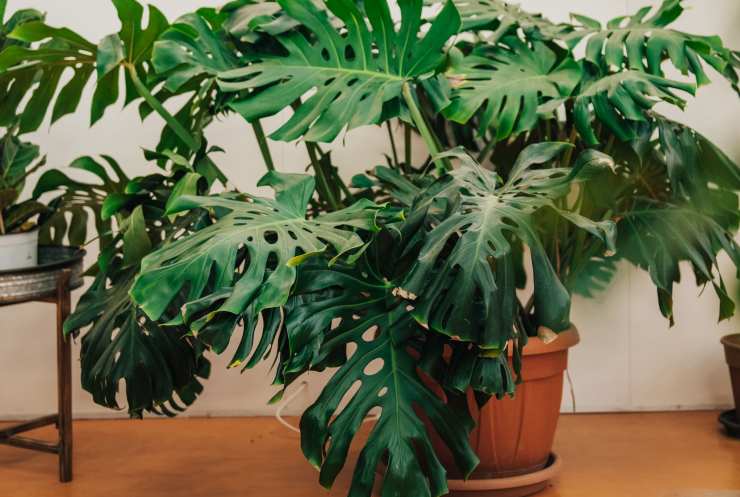 Pianta Monstera 