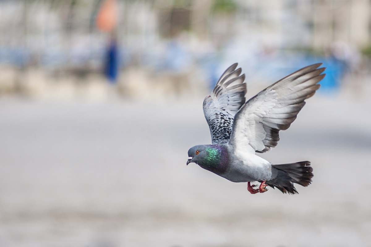 Addio guano di piccione sul davanzale