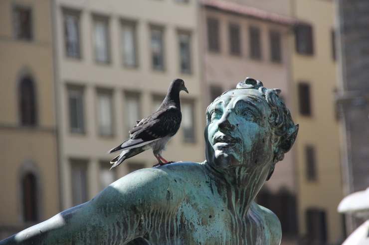 Piccioni sul balcone. Come pulire gli escrementi