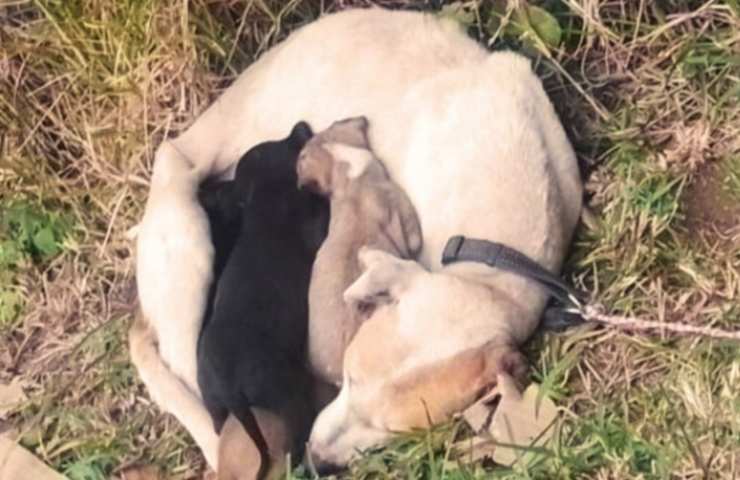 Cagnolina abbracciata ai suoi cuccioli 