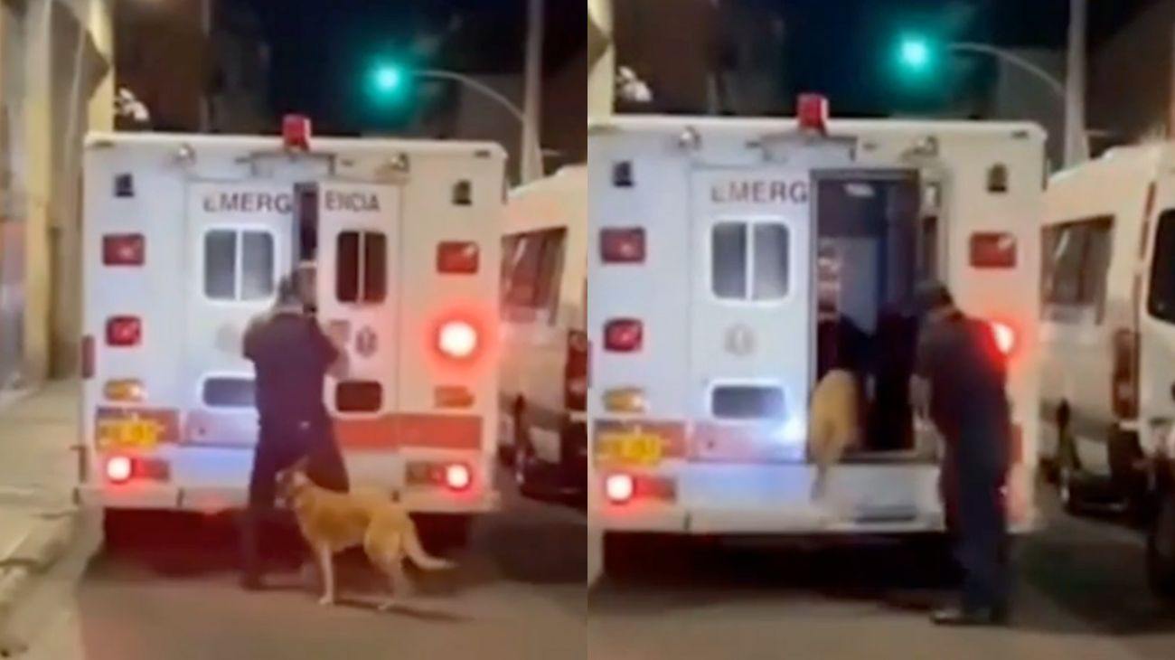 il cane entra in ambulanza