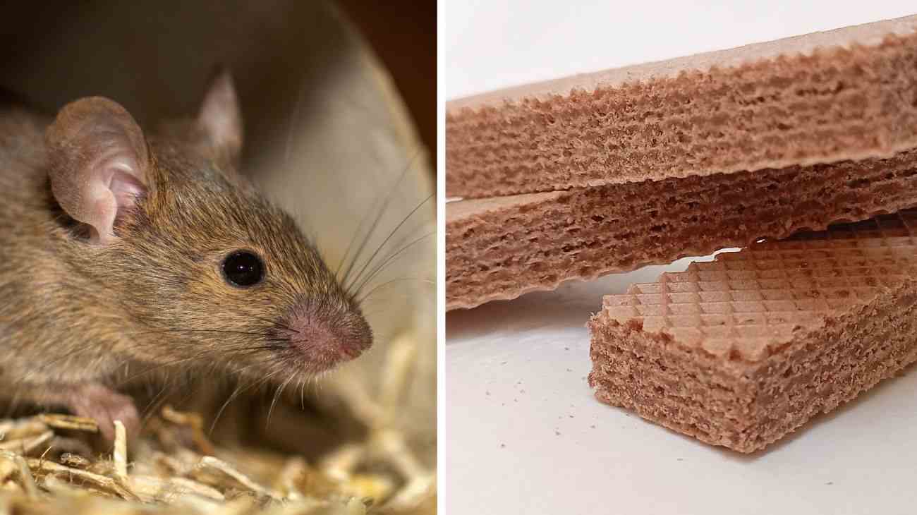 Pezzi di topo in un wafer 