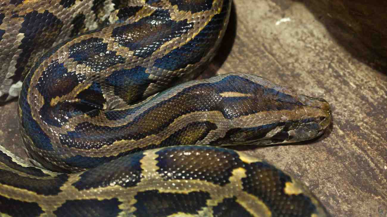 Python bivittatus