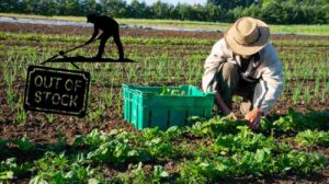 carenza di lavoratori nelle aziende agricole