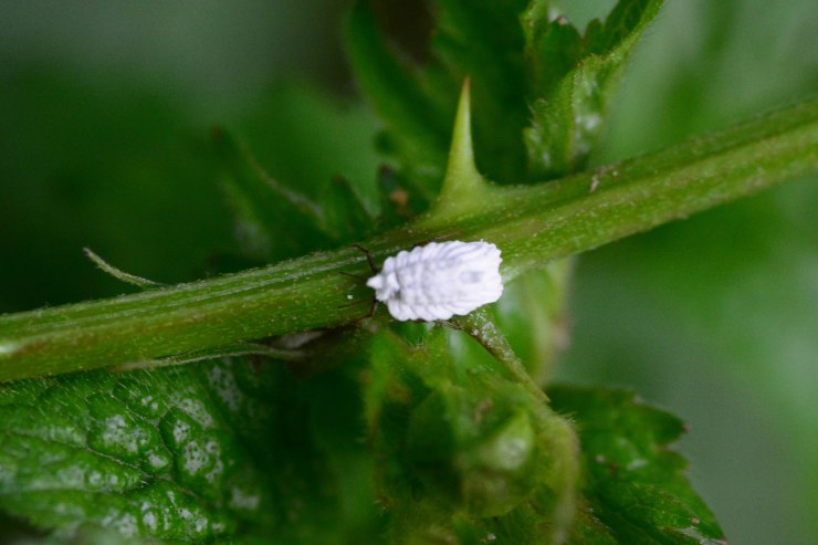 Quale alimento che contiene insetti (cocciniglia)