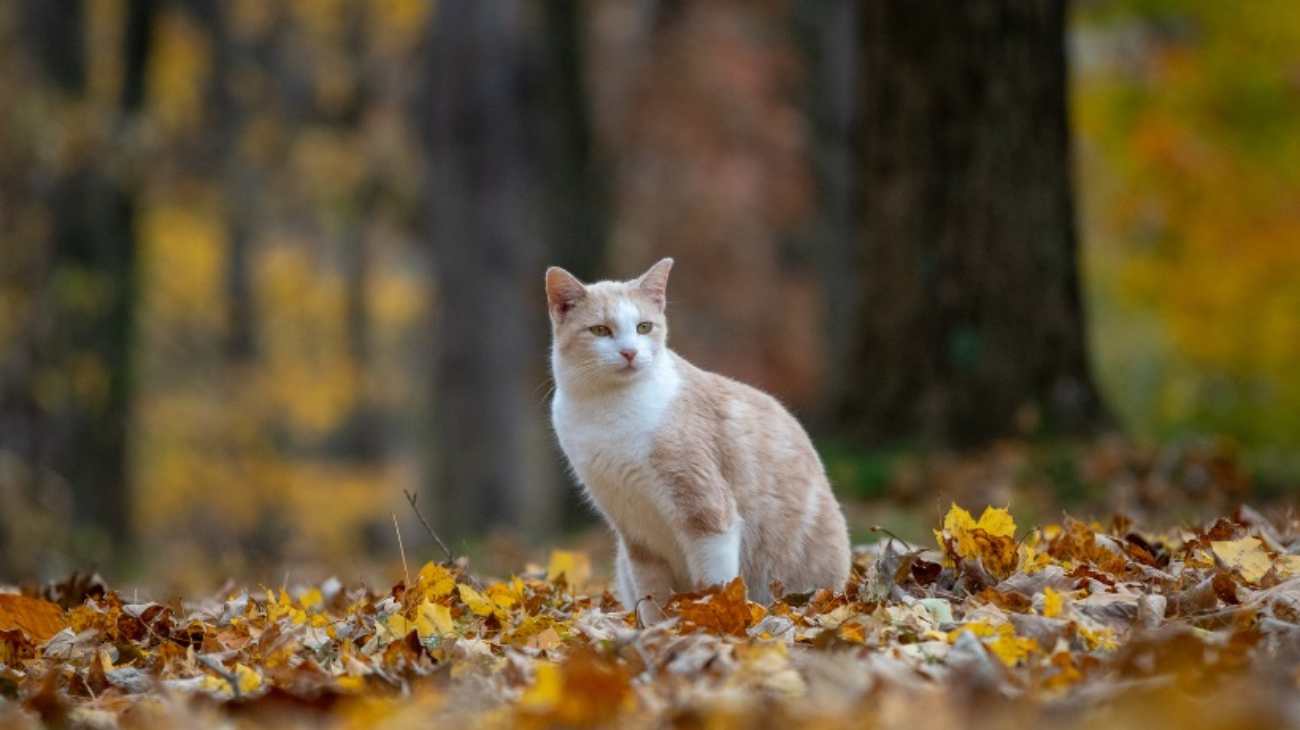 Gatto nel bosco