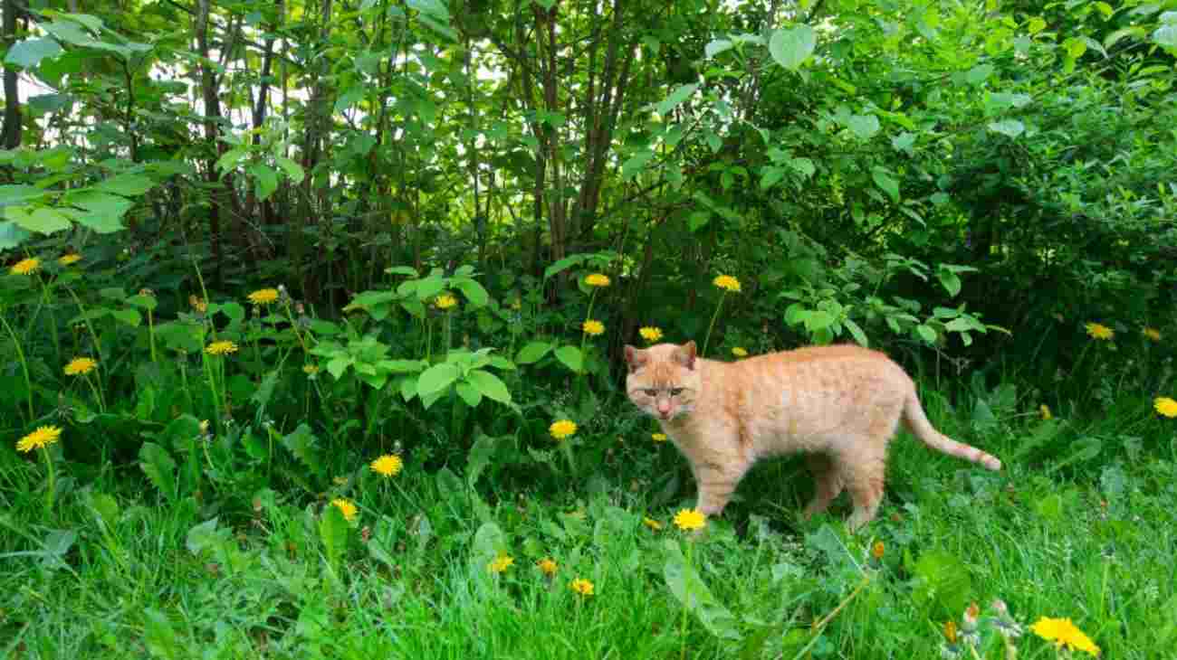 Gatto rosso in un giardino 