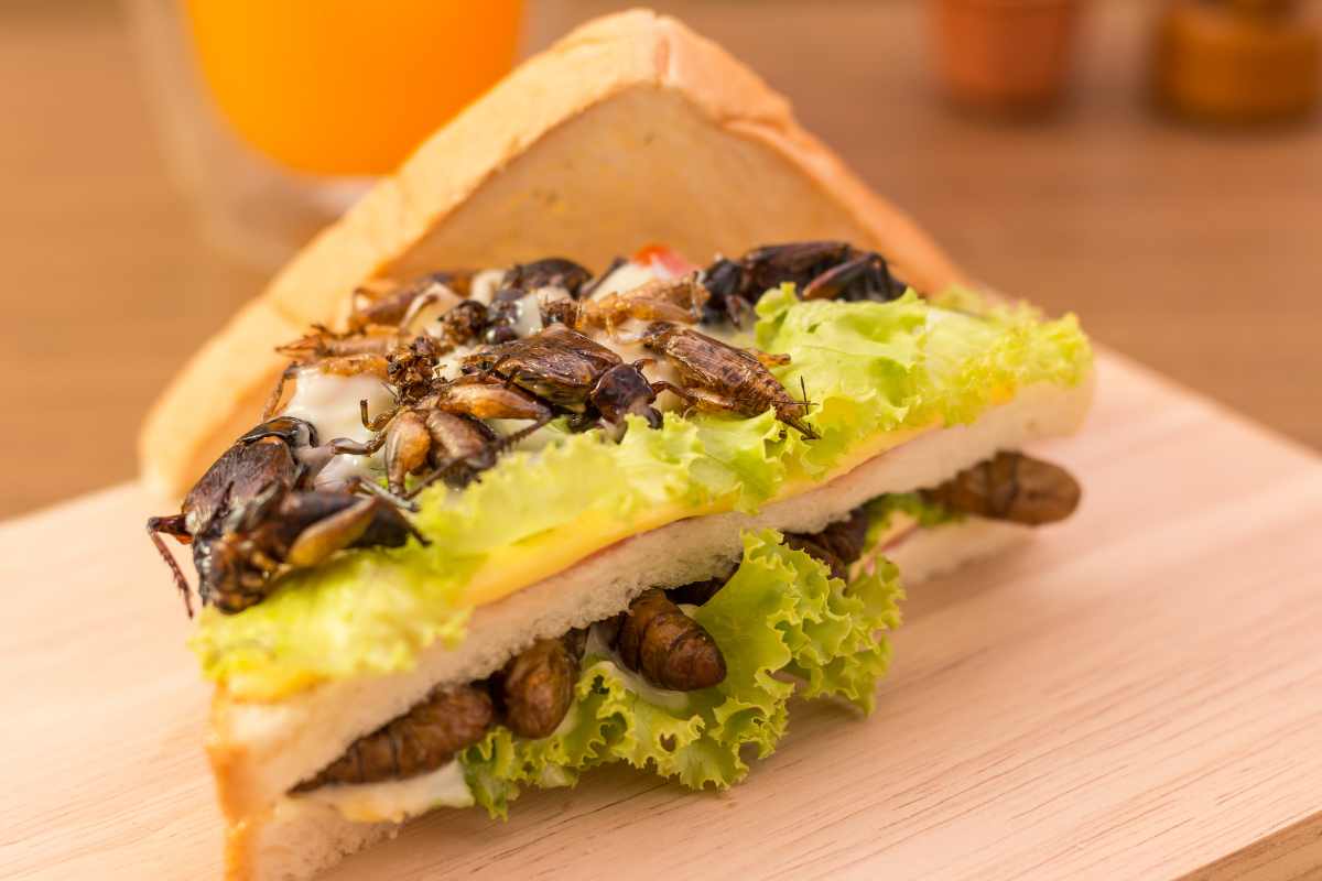 Panino-con-insetti-