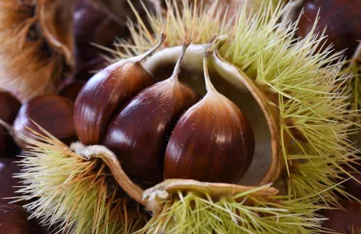 Castagne nel riccio