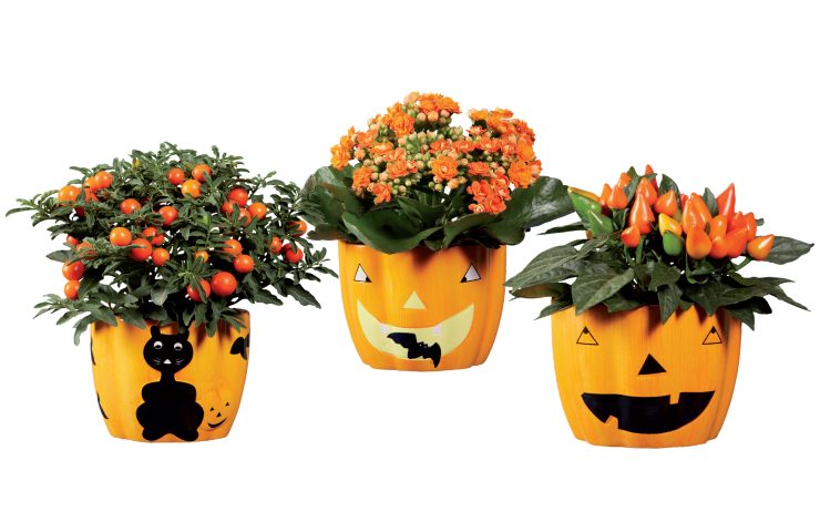 Decorazioni Halloween LIDL quanto costano prezzo