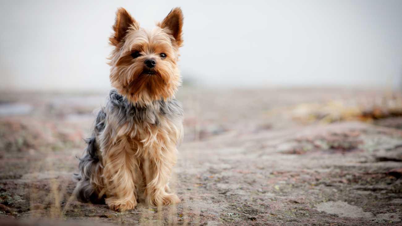 Il cane Ollie adottato a 14 anni, e la cosa non è affatto scontata per un cane anziano