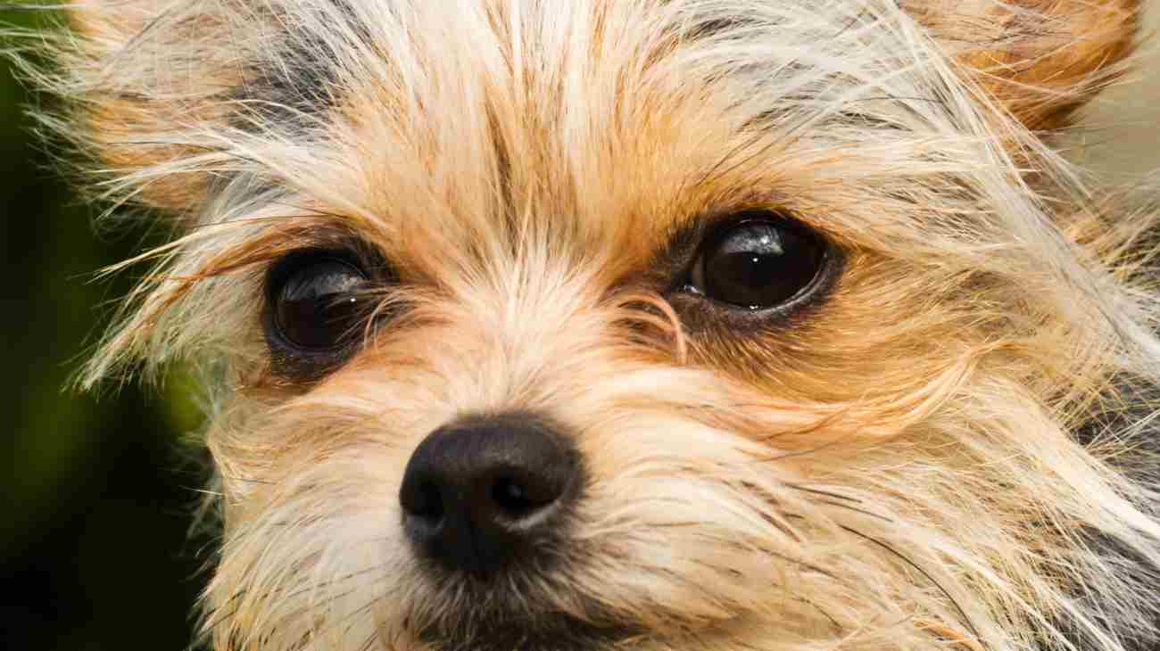 Il cane Ollie adottato a 14 anni, e la cosa non è affatto scontata per un cane anziano