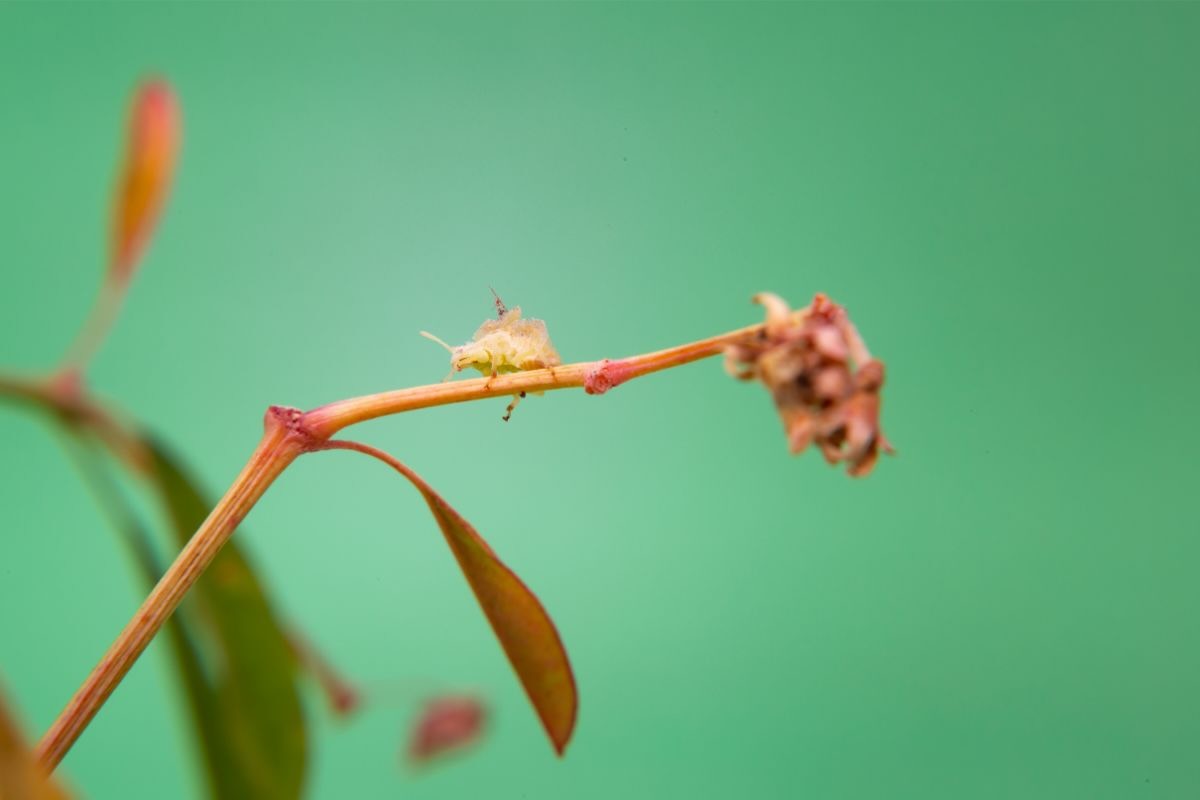 L'alimento che contiene insetti