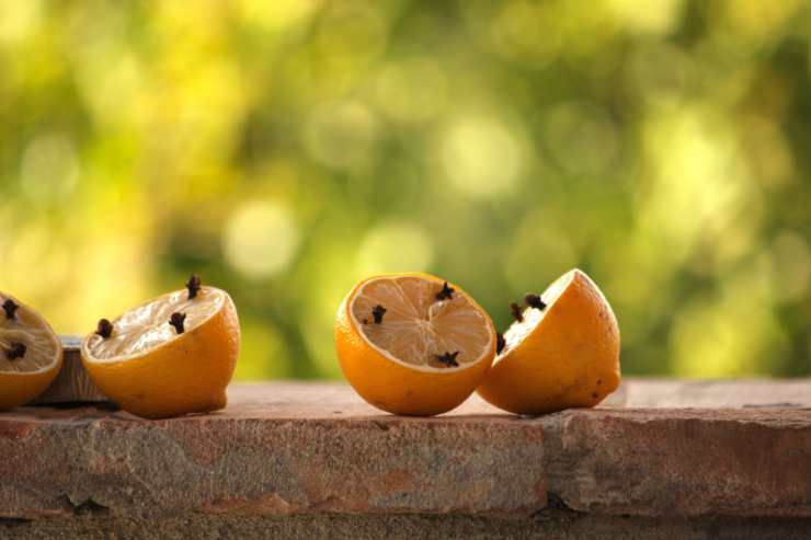 limone con chiodi di garofano 