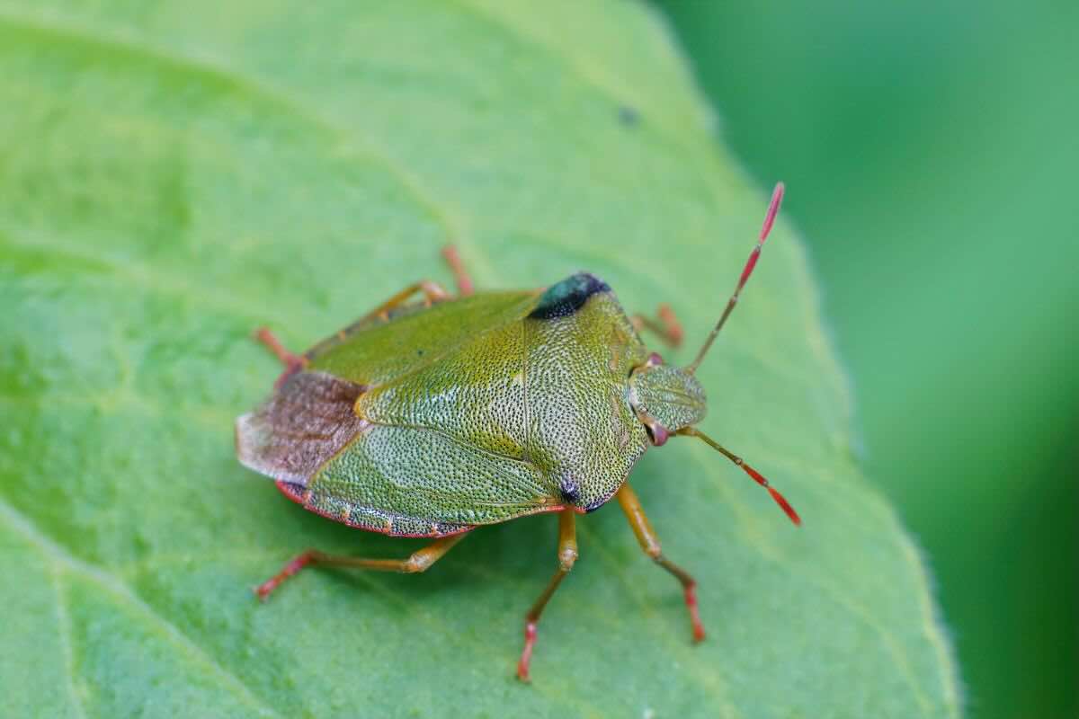 Perché le cimici entrano in casa