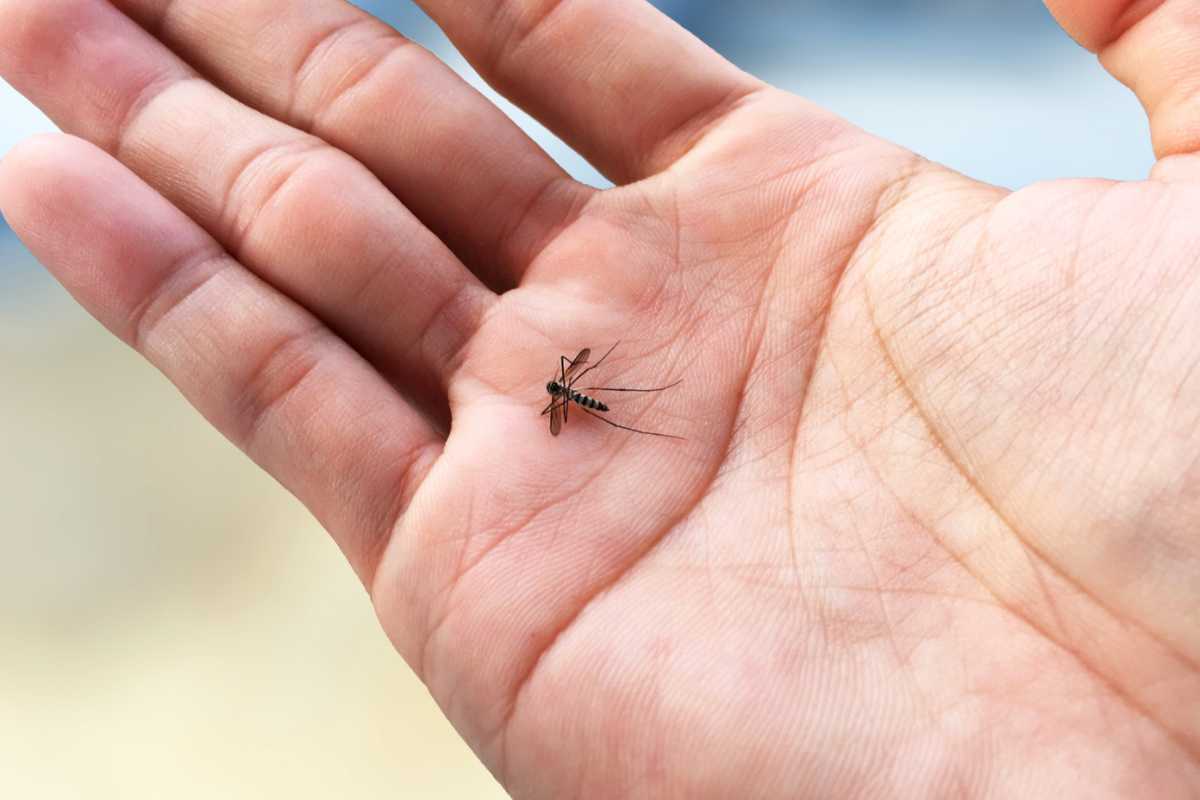 Mai schiacciare le zanzare con le mani